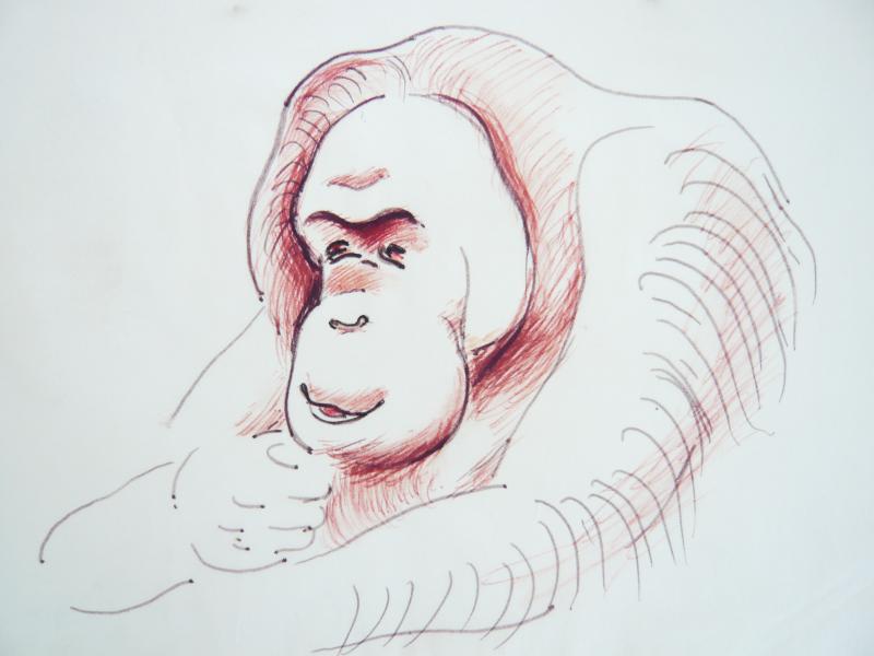 Orangutan, April 2nd, 2023